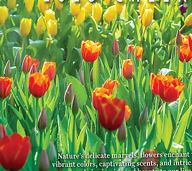TF Publishing 2026 Scenic Wall Calendar