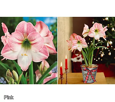 Roberta's Jumbo Amaryllis Bulb with Holiday Tin