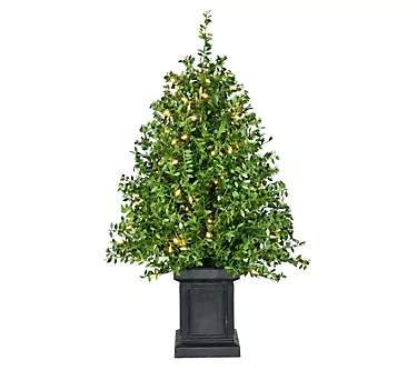 369070-fraser-hill-farm-4-ft-boxwood-porch-tree-in-pot-1.webp