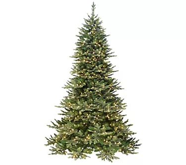 7.5 Royal Majestic Douglas Fir Downswept Tree 800 Clear Light