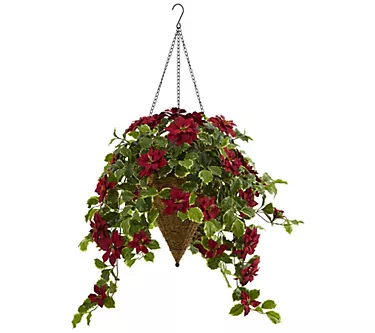 3.5' Poinsettia and Variegated Holly  in Hanging Basket