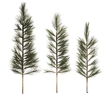 Vickerman set of 3 36-42-48"  White Pine Tops