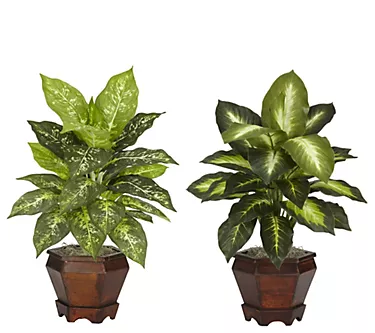 Dieffenbachia Plant in Vase Set of 2 by Nearly Natural
