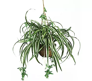 Spider Hanging Basket Silk Plant by Nearly Natural