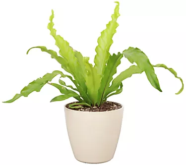 Thorsen's Greenhouse Live 4" Victoria Fern, Biodegradable Pot
