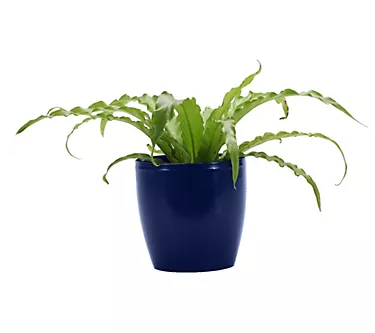 Thorsen's Greenhouse Live 4" Victoria Fern in Classic Pot