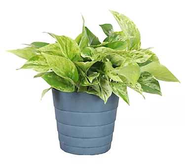 Thorsen's Greenhouse 6" Marble Queen Pothos, Contemporary Pot