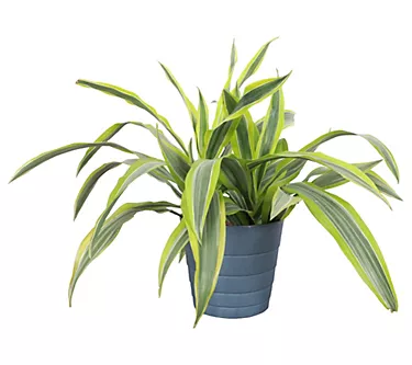 378124-thorsen-s-greenhouse-lemon-lime-dracaena-contemporary-pot-1.webp