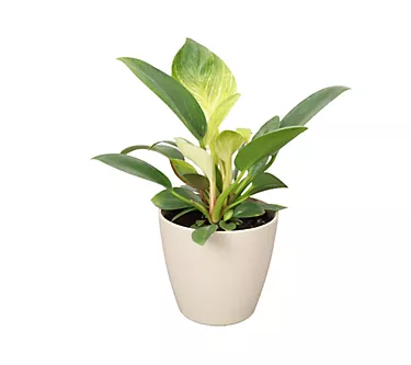 Thorsen's Greenhouse Live 4" Philodendron Birki n in Eco Pot