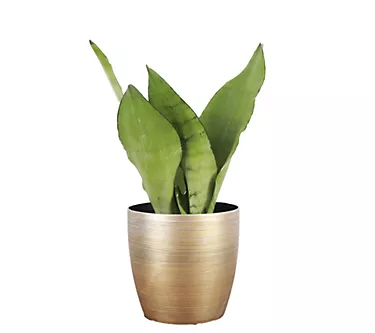 Thorsen's Greenhouse 4" Moonshine Snake Plant,lassic Pot