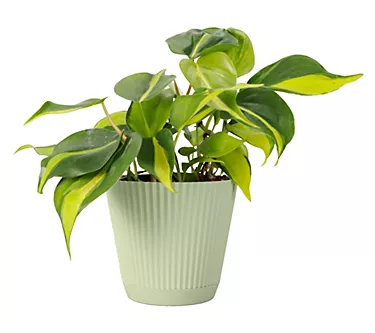 Thorsen's Greenhouse Live 4" Brazil Philodendron in Ruffle Pot