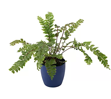 Thorsen's Greenhouse Live 4" Mahogany Fern in Classic Pot