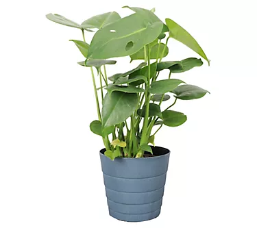 Thorsen's Greenhouse Live Monstera Plant, Contemporary Pot