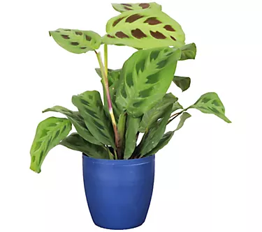 Thorsen's Greenhouse Live 4" Green Maranta in Classic Pot