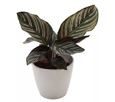 Thorsen's Greenhouse 4" Pinstripe Calathea, Biodegradable Pot