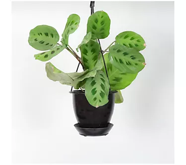 Thorsen's Greenhouse Live 4" Green Maranta in Hanging Pot