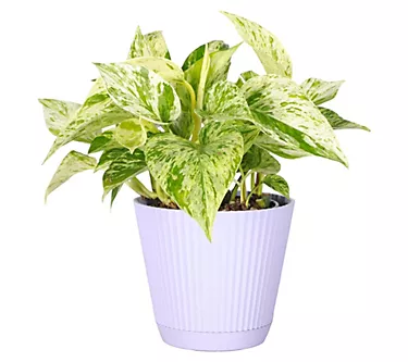 Thorsen's Greenhouse Live 4" Marble Queen Pothos in Ruffle Pot
