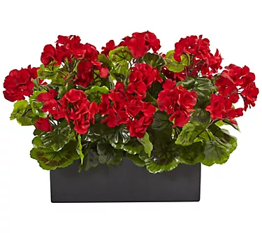 381487-geranium-in-rectangular-planter-uv-resistant-indoor-outdoor–1.webp