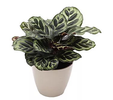 Thorsen's Greenhouse 4" Peacock Calathea, Biodegradable Pot