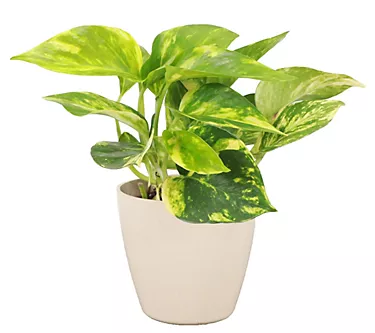 Thorsen's Greenhouse 4" Golden Pothos in Biodegradable Pot