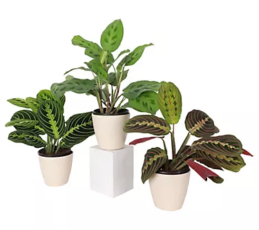 Thorsen's Greenhouse Set of 3 Live 4" Prayer Plants