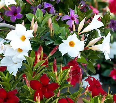 Cottage Farms 3-Piece Patriotic Summer Trumpet Vine Plants