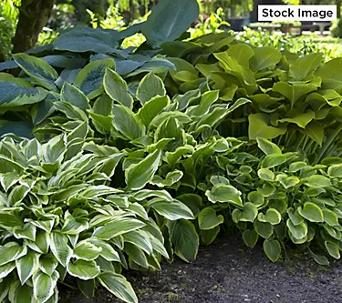 Cottage Farms 3-Piece Premium Hosta Collection Bareroots