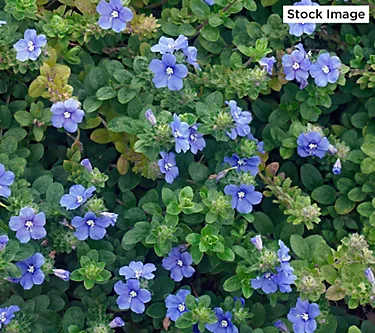 Cottage Farms 3-Piece Hawaiian Blue Eyes Live Plants