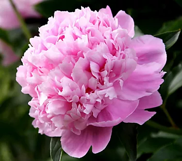 Cottage Farms Dr. Alexander Fleming Peony