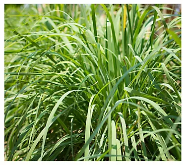 Cottage Farms Lemon Grass