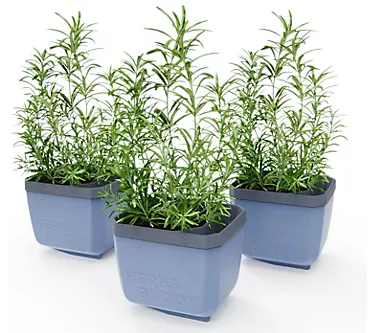 Gusta Garden Set of 3 Self Watering Herb Planters