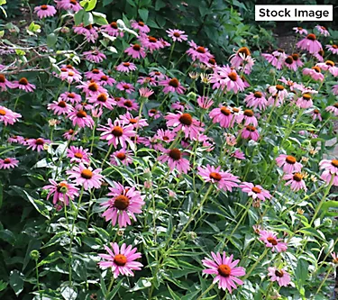 Cottage Farms 4-Piece Magnus Coneflowers Bareroots