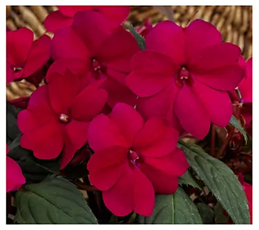 Cottage Farms 3-Piece Compact SunPatiens