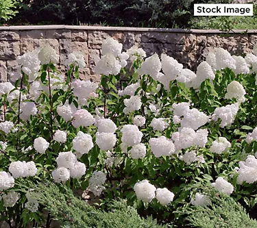 Cottage Farms 1-Piece Dwarf Panicle Hydragnea Live Plant