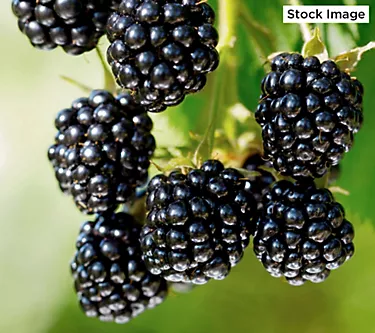 Cottage Farms 1-Piece Everbearing Thornless Blackberries