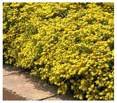 Cottage Farms 4-Piece Yellow Diamonds Sedum