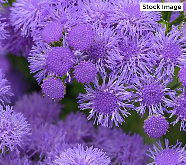 Cottage Farms 3-Piece Monarch Magic Floss Flower Live Plants