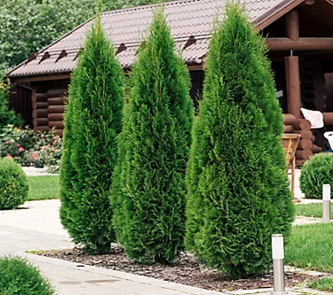 383662-cottage-farms-green-giant-arborvitae-1.webp