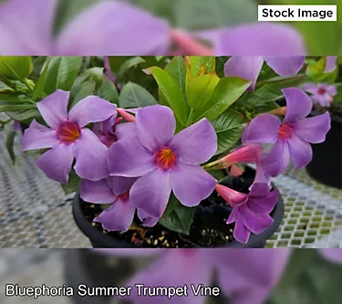 Cottage Farms 2-Piece Bluephoria Summer Trumpet Vine Plants