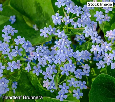 Cottage Farms 3-Piece Heartleaf Brunnera Bareroots