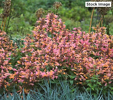 Cottage Farms 3-Piece Mango Tango Hummingbird Mint Plants