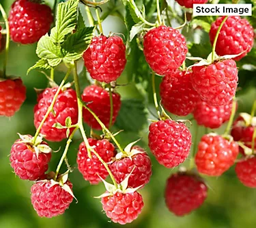 Cottage Farms 1-Piece Everbearing Red Raspberry Live Plants