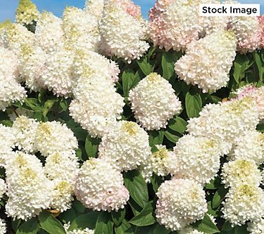 Cottage Farms 1-Piece Sweet Starlight Hydrangea Live Plant