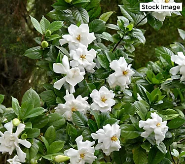 Cottage Farms 1-Piece Buttons Gardenia Live Plant
