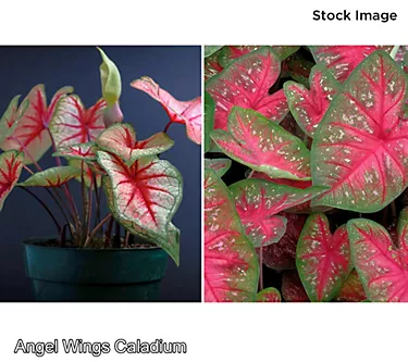 Cottage Farms 2-Piece Angel Wings Caladium Duo Live Plants