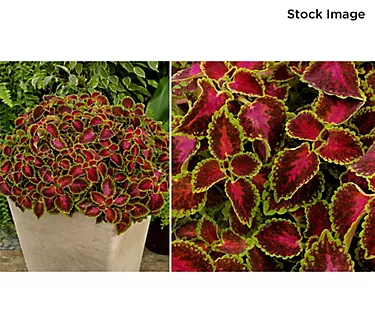 Cottage Farms 3-Piece PartyTime Pink Berry Coleus Live Plants