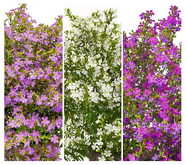 Cottage Farms 3-Piece Enchantia Hawaiian Heather