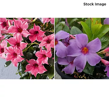 Cottage Farms 2 -Piece Blue and Pink Summer Trumpet Vines Duo Live Plants