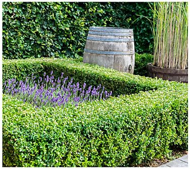 Cottage Farms Wintergreen Boxwood