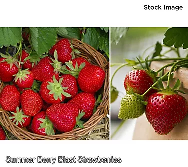 Cottage Farms 24Pc Summer Berry Blast Strawberries w/ Fertilizer